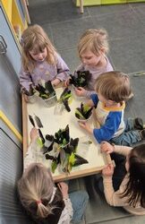 Pauwtje Pio en het uilskuiken